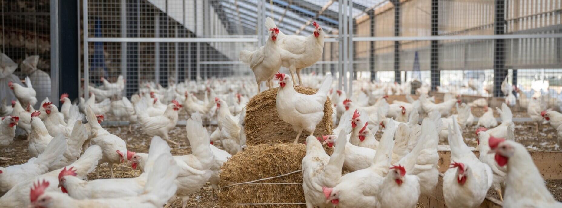 Über Beek Agri